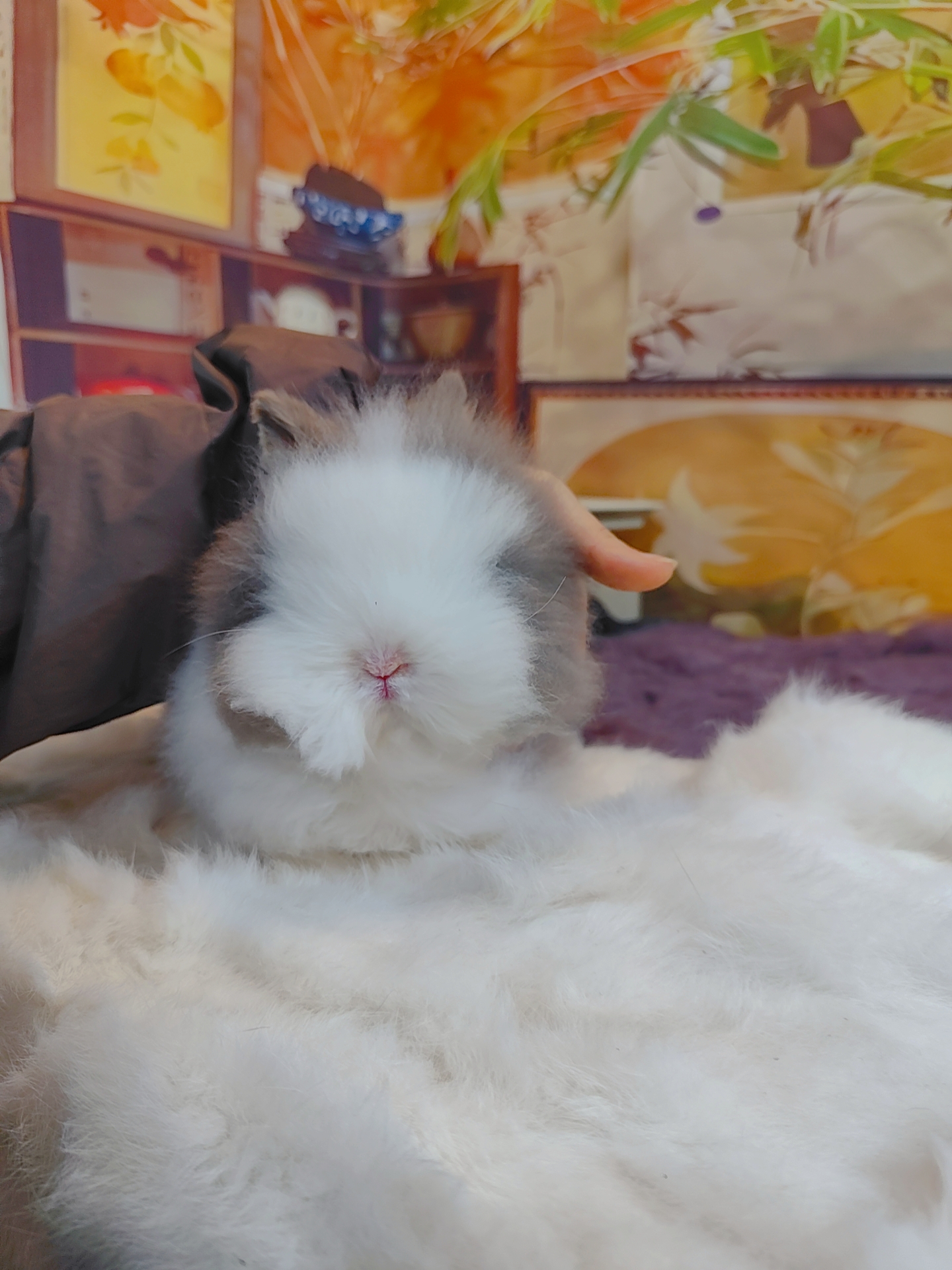 盖脸猫猫兔
